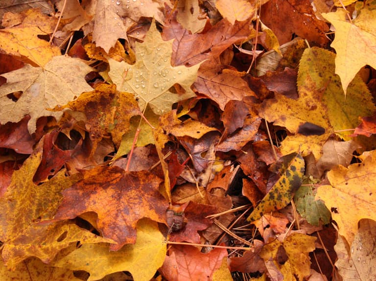 Fall leaves