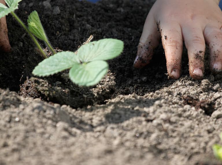 Garden bed