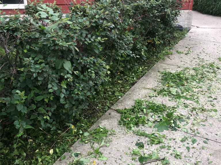 Pruning shrubs