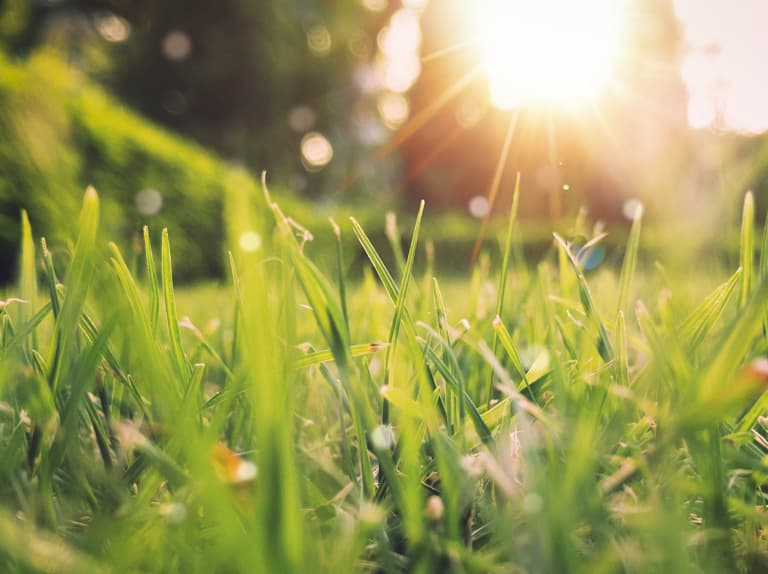 Spring lawn